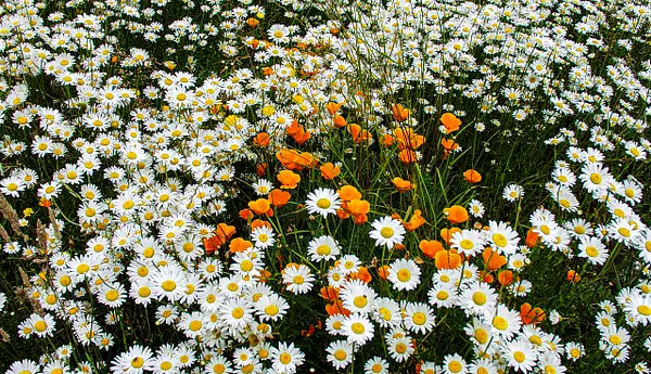 54 Daisies & Poppies by Ron Wolf