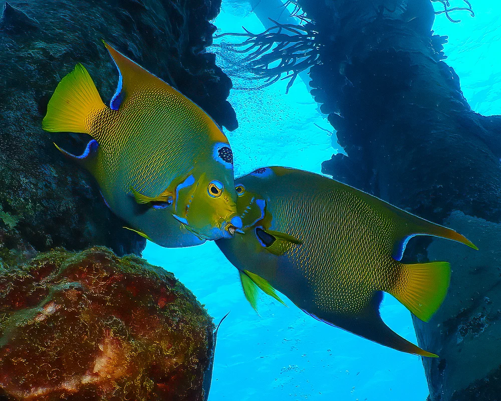 SMD- Bonaire Underwater October 04, 2021 772-print