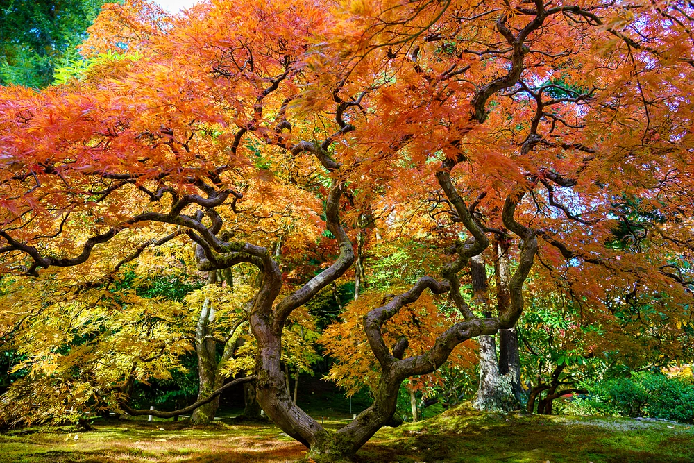 Tree of Patience (A maple tree finally reveals herself.)