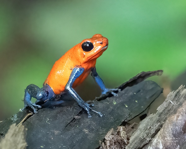Costa Rica 20210706_263-Edit-Edit - Wildlife - THE PORTFOLIO OF JERRY WISHNER