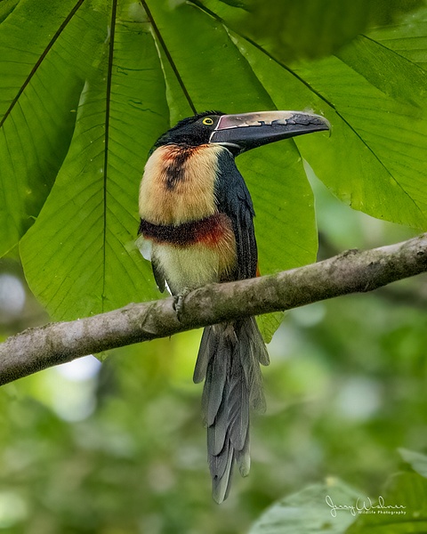 20211108-Costa Rica_246-Edit-Edit - Birds of Costa Rica - THE PORTFOLIO OF JERRY WISHNER