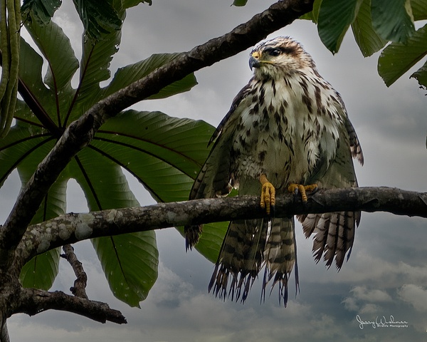 20211108-Costa Rica_153-Edit-2 - Birds of Costa Rica - THE PORTFOLIO OF JERRY WISHNER