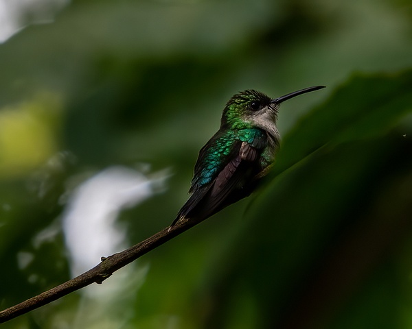 Costa Rica 20210711_451-Edit - Birds of Costa Rica - THE PORTFOLIO OF JERRY WISHNER 