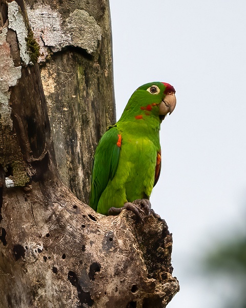 Costa Rica 20210711_376-Edit - Birds of Costa Rica - THE PORTFOLIO OF JERRY WISHNER