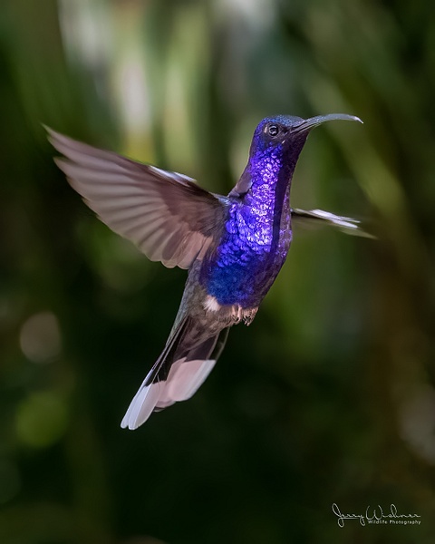 20211113-Costa Rica_1372-Edit-Edit-2 - Birds of Costa Rica - THE PORTFOLIO OF JERRY WISHNER
