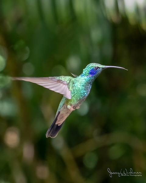 20211113-Costa Rica_1300-Edit - Birds of Costa Rica - THE PORTFOLIO OF JERRY WISHNER