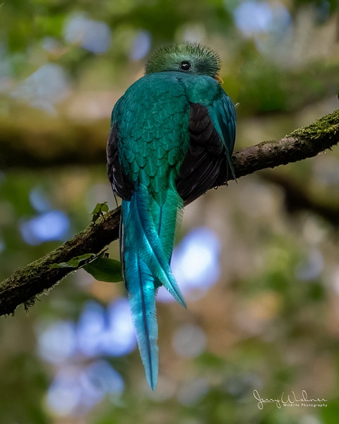 20211113-Costa Rica_954-Edit-Edit - Birds of Costa Rica - THE PORTFOLIO OF JERRY WISHNER
