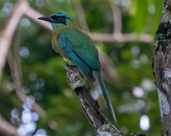 Costa Rica 20210706_153-Edit - Birds of Costa Rica - THE PORTFOLIO OF JERRY WISHNER 