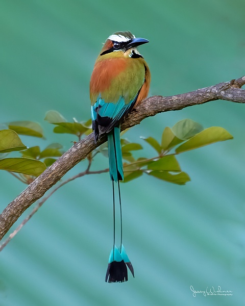 Costa Rica 20210706_113-Edit-Edit-Edit - Birds of Costa Rica - THE PORTFOLIO OF JERRY WISHNER 