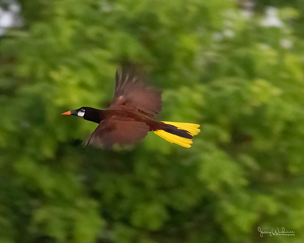 Costa Rica 20210705_19-Edit-Edit - Birds of Costa Rica - THE PORTFOLIO OF JERRY WISHNER
