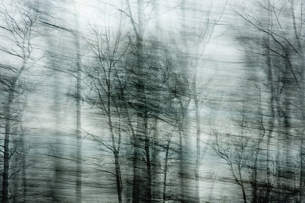 The trees were drawn on the sky - Recent work - SLOANE SIKLOS PHOTOGRAPHY