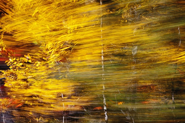 Stoney Lake Road, birch tree - Recent work - SLOANE SIKLOS PHOTOGRAPHY 