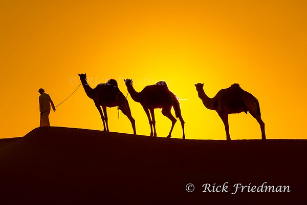 Camels near Qsar Al Sarab Resort in the  Empty Quarter, the Rub Al Khali desert by Rick Friedman - Wildlife - Rick Friedman Photography