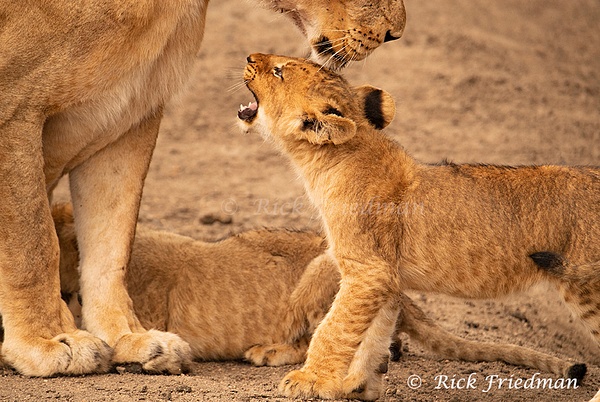 Lion and cub  at  Mala Game Reserve off Kruger National Park, South Africa  by Rick Friedman - Rick Friedman Photography 