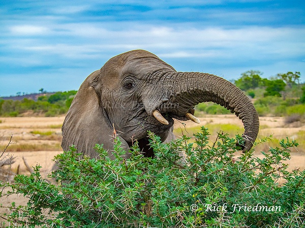 Elephant at  Mala Game Reserve off Kruger National Park, South Africa  by Rick Friedman - Rick Friedman Photography