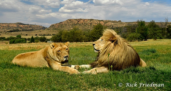 Lions at Lionsrock Big Cat Sanctuary , Four Paws in  Free State South Africa by Rick Friedman - Wildlife - Rick Friedman Photography 