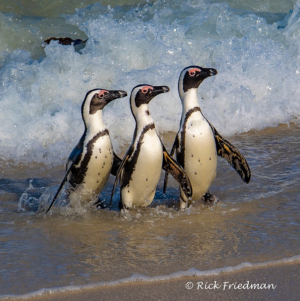 Penguins on Boulders Beach, Simon's Town, South Africa  by Rick Friedman - Rick Friedman Photography 