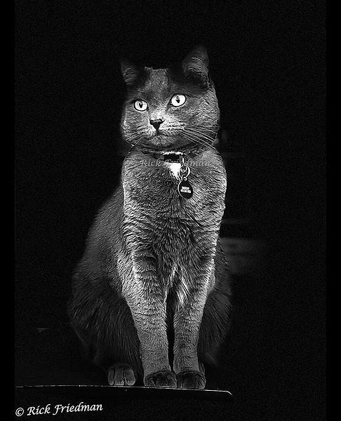Smokey, Charteux cat posing in the  photo studio by Rick Friedman - Wildlife - Rick Friedman Photography 