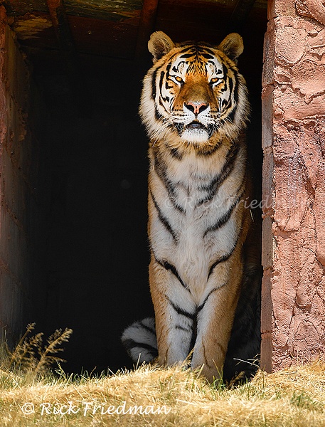 Bengal tiger at Lionsrock Big Cat Sanctuary , Four Paws in  Free State South Africa by Rick Friedman - Rick Friedman Photography