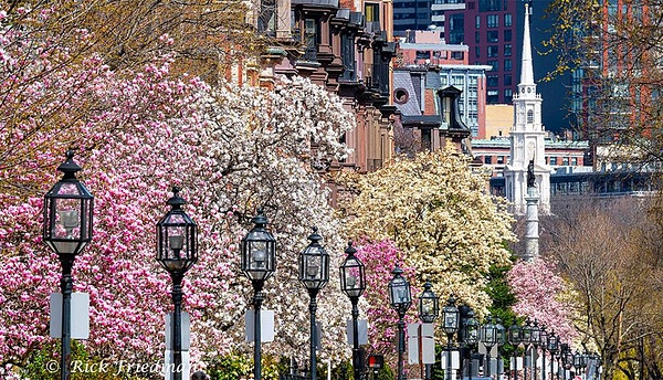 Magnolias in bloom on Commonwealth Avenue , Back Bay, Boston by Rick Friedman - Scenics and Long exposures - Rick Friedman Photography 