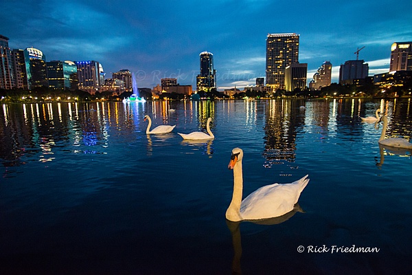 Swans in Lake Eola Park, Orlando , Florida by Rick Friedman - Scenics and Long exposures - Rick Friedman Photography 
