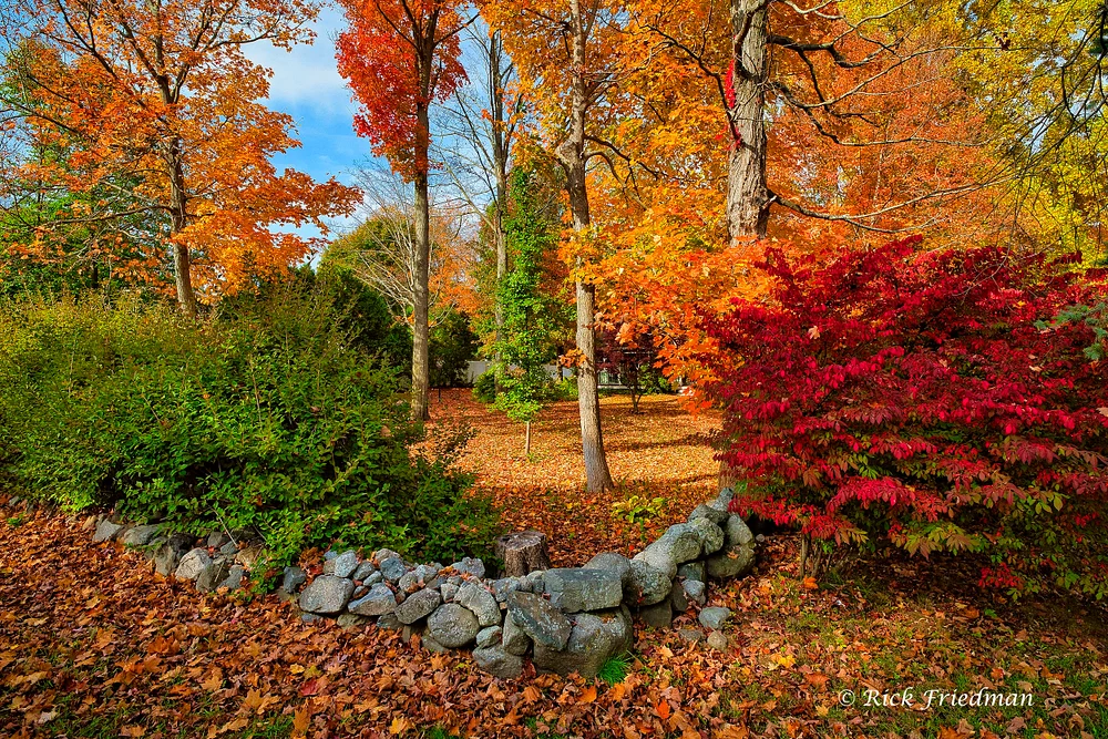 Old stone wall and fall foliage, Lexington, MA by Rick Friedman