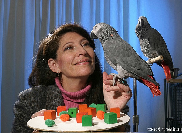 Professor Irane Pepperberg of Harvard with her 2 grey  parrots by Rick Friedman - Rick Friedman Photography 