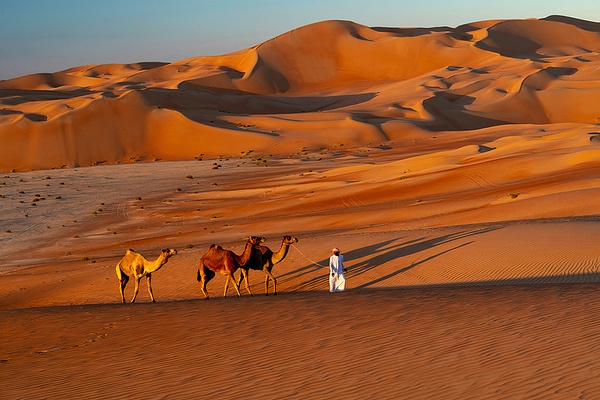 Camels01 - Wildlife - Rick Friedman Photography 