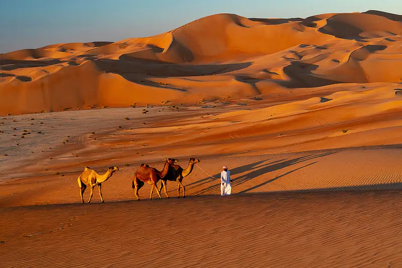 Camels near Qsar Al Sarab Resort in the  Empty Quarter, the Rub Al Khali desert by Rick Friedman