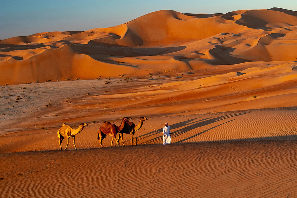 Majestic Camels at Sunset in the Rub Al Khali Desert Near Qsar Al Sarab Resort