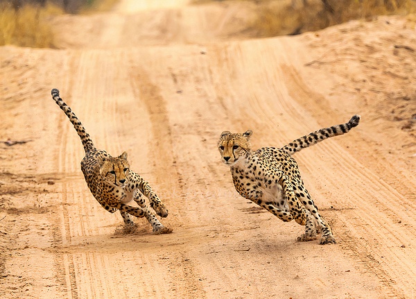 Racing leopards at  Mala Game Reserve off Kruger National Park, South Africa  by Rick Friedman - Rick Friedman Photography