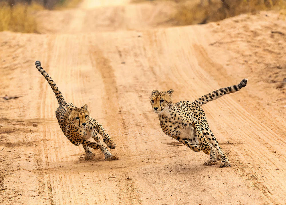 Majestic Cheetahs Racing Through the Mala Game Reserve in South Africa
