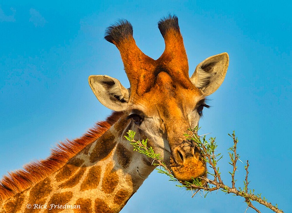 Giraffe+05 - Rick Friedman Photography