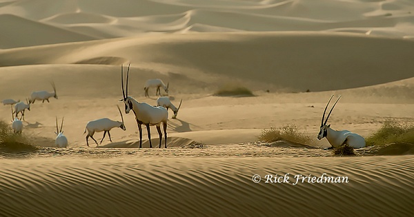 Oryx, animals with long horns,  in the Empty Quarter, Rub' al Khali  in Abu  Dhabi, UAE by Rick Friedman - Wildlife - Rick Friedman Photography