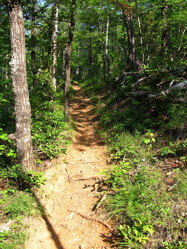 Lumber_Ridge_Trail_GSMNP_7-4-2011_013