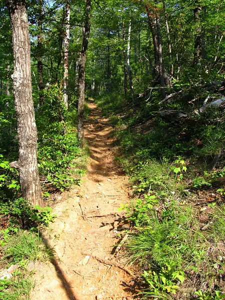 Lumber_Ridge_Trail_GSMNP_7-4-2011_013 by PatrickPj