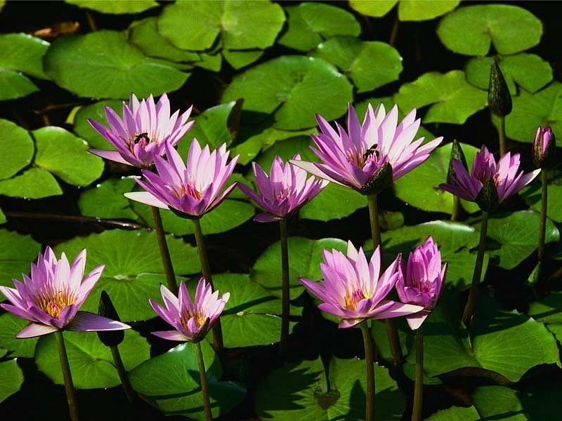 Water_lilies