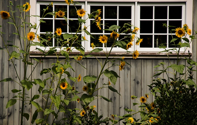 Window and sunflowers