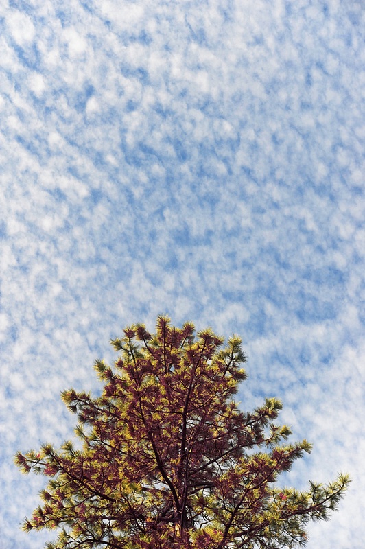 Dappled sky and tree_edited-1