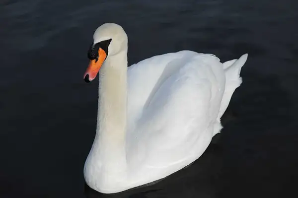 swan by Donna Elliot