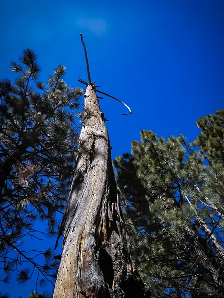 Sequoia Majesty 4 by Donna Elliot