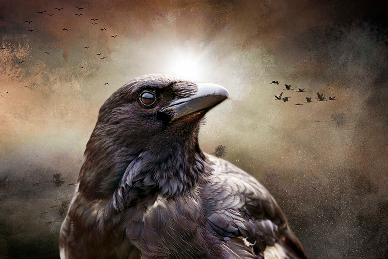 Highlightened Crow