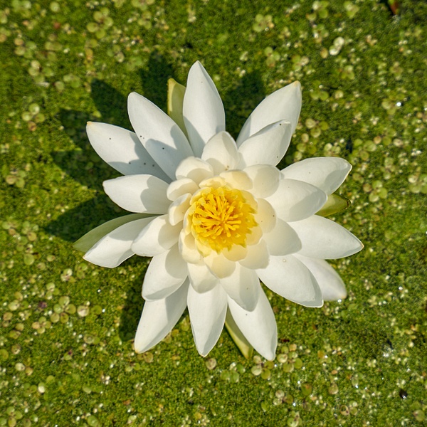 Water lilly Color 3 - Scenic - Craig Rozman Photography