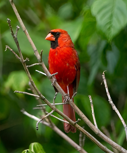 Proud Cardinal - Nature - JordanMcmillion 