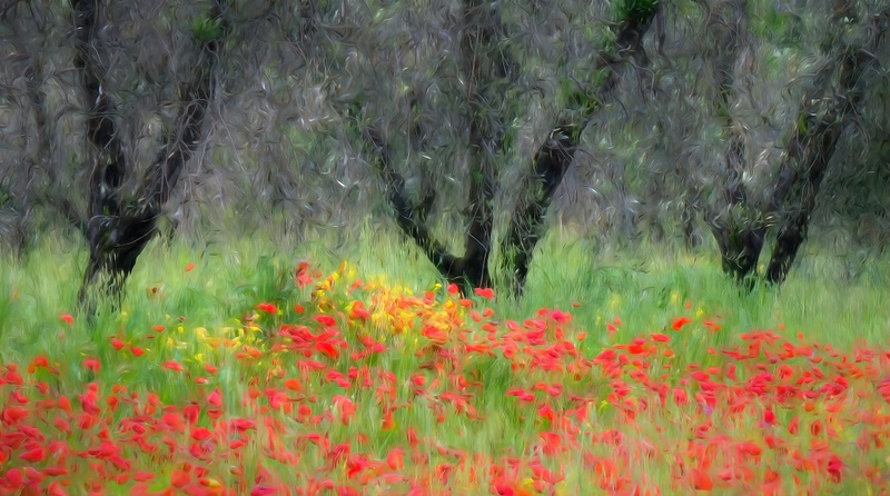 Poppies and Olive Trees Monet color adjust-Brian Patterson
