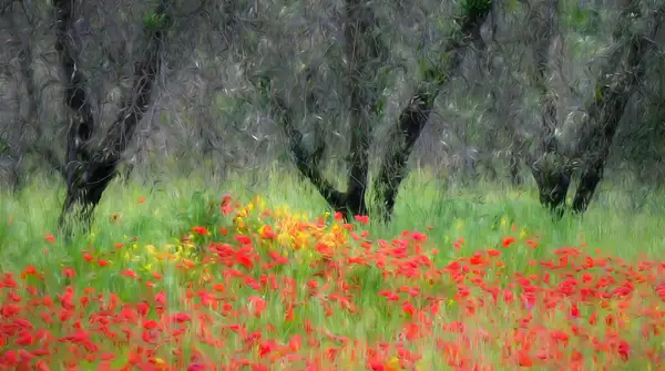 Poppies and Olive Trees Monet color adjust-Brian...