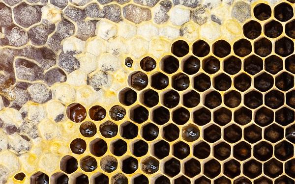 Honey-nectar-honeycomb-beekeeping-Joe-McClure-3 - Beekeeping - Joe McClure 