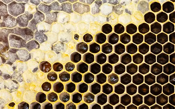 Honey-nectar-honeycomb-beekeeping-Joe-McClure-3 by Joe...