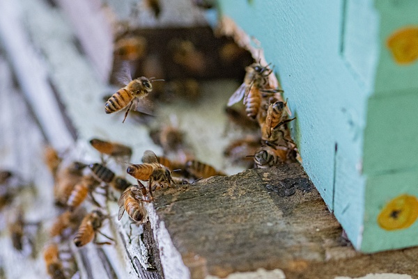 Bee-Swarm-Moving-Day-honeybees-Joe-McClure-2 - Beekeeping - Joe McClure