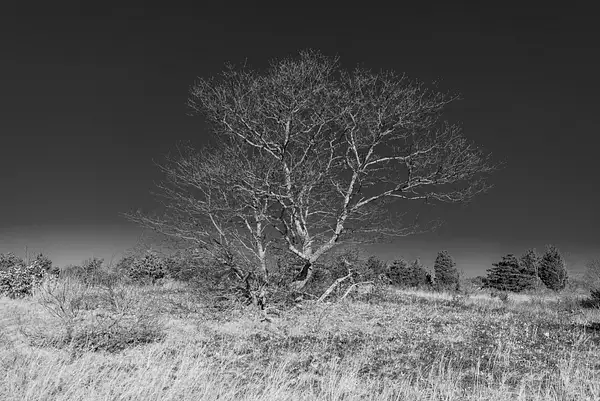 Wellfleet Tree-Joe-McClure by Joe McClure